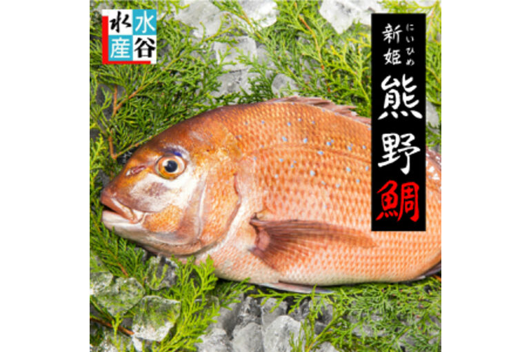 新姫熊野鯛